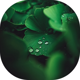Ginkgo Biloba for Tinnitus