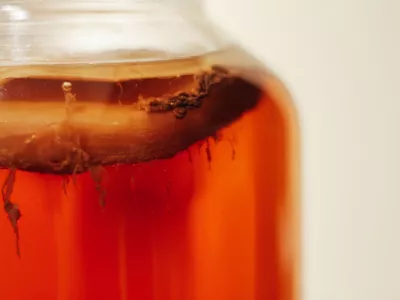 Choosing the Best Probiotics for Gut Health