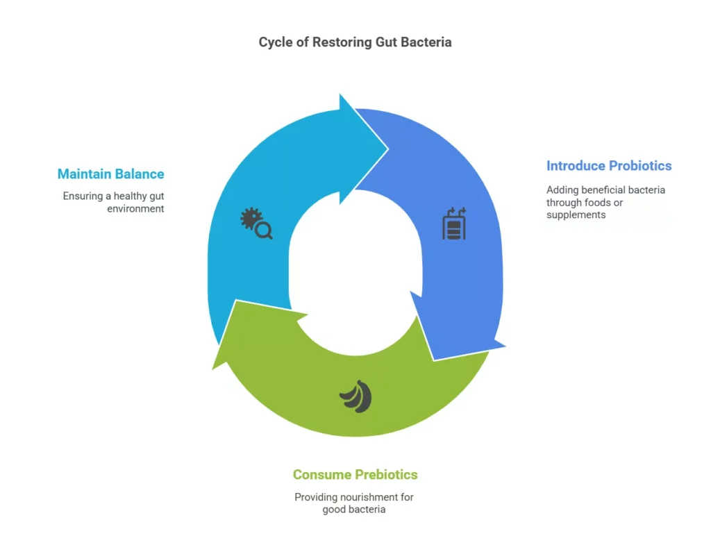 Cycle of restoring gut bacteria infographic showing three key steps: introduce probiotics, consume prebiotics, and maintain balance.