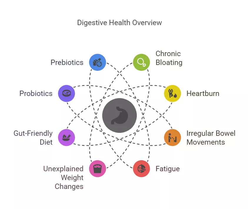 Infographic highlighting digestive health, featuring gut-friendly diet, probiotics, prebiotics, and common symptoms.
