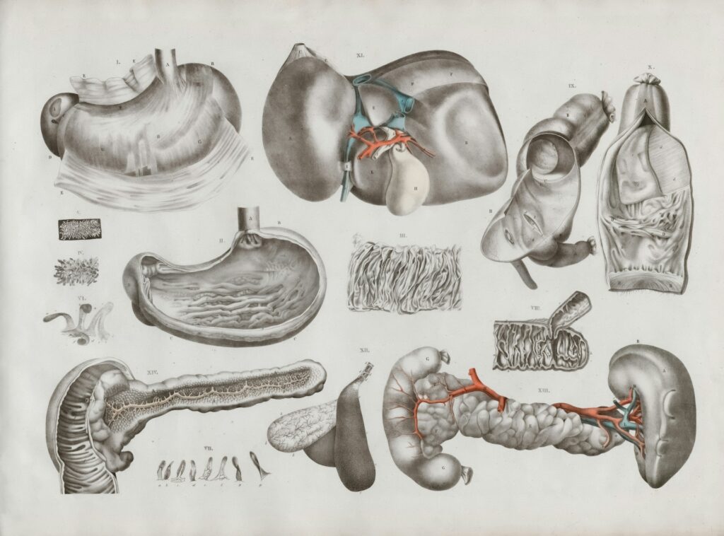 How to Heal Your Digestive System Naturally